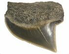 Fossil Squalicorax (Crow Shark) Tooth - Texas #42975-1